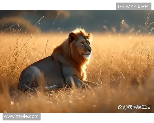 狮子座篮球明星盘点哪些球员在赛场上闪耀如星